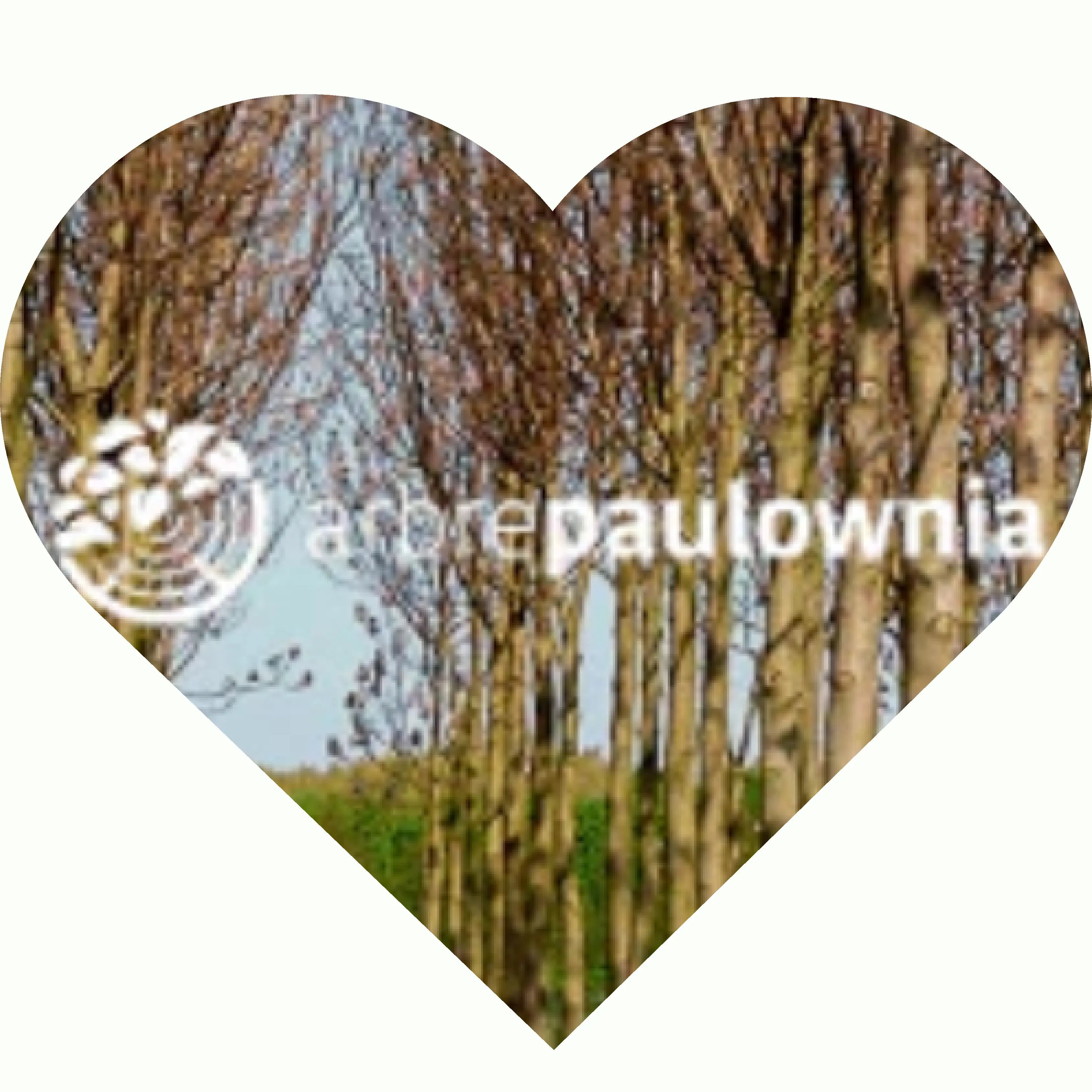 paulownia plantation